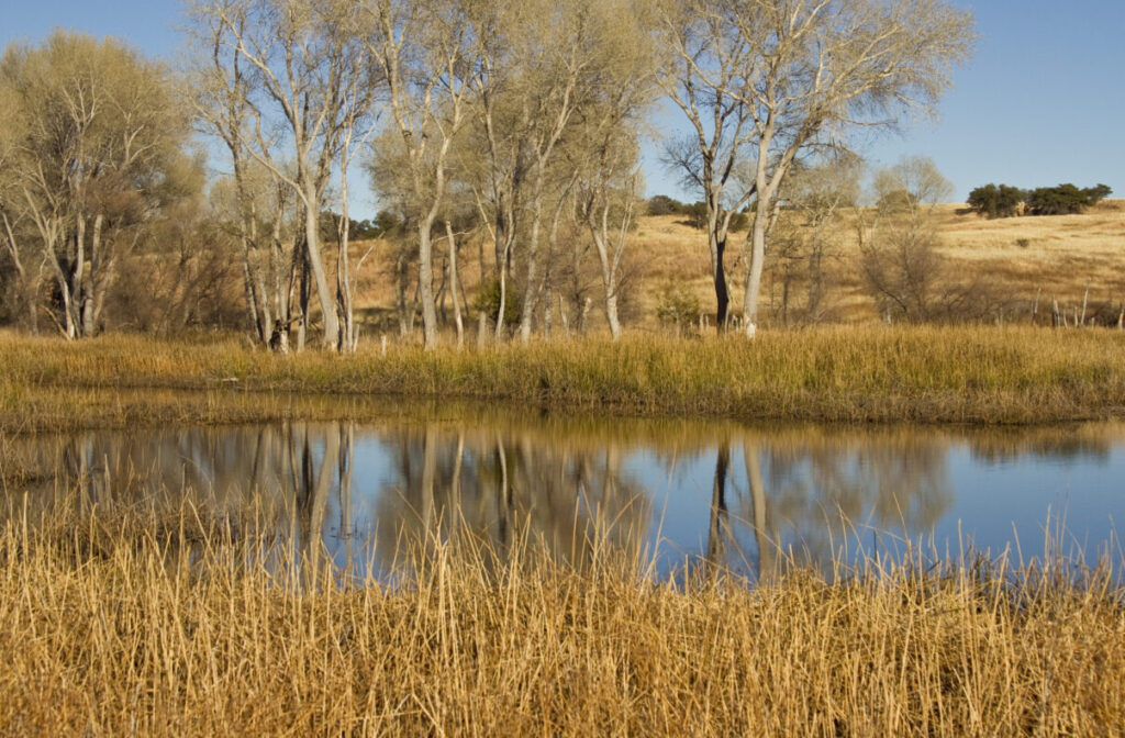 Bog Hole Wildlife Area