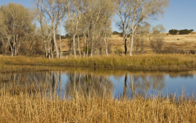 Bog Hole Wildlife Area