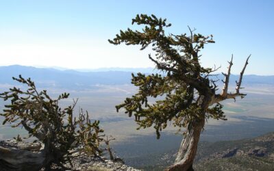 Great Basin National Park