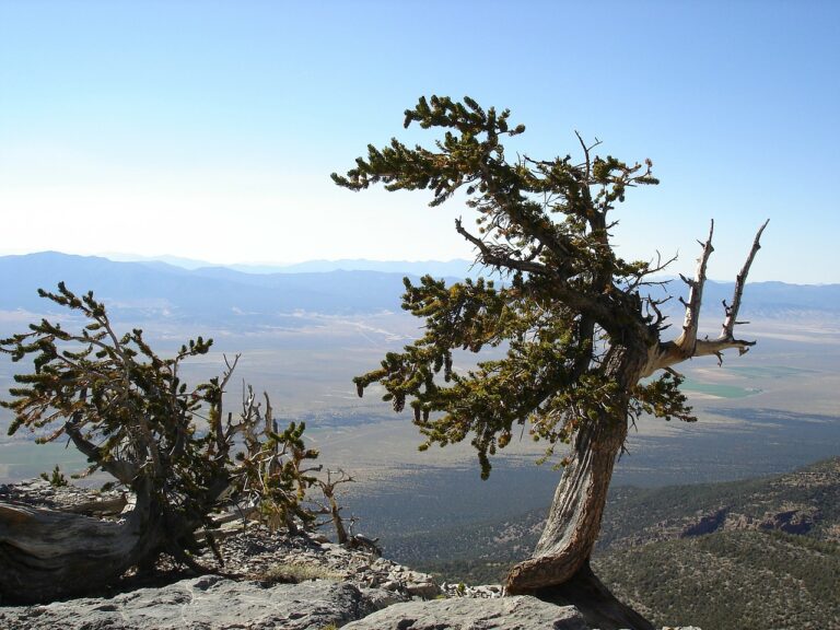 Great Basin National Park