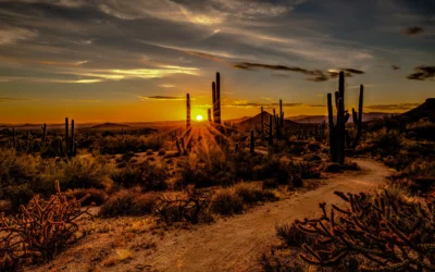 Saguaro National Park