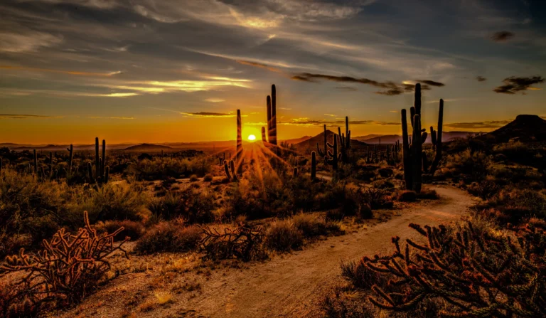 Saguaro National Park