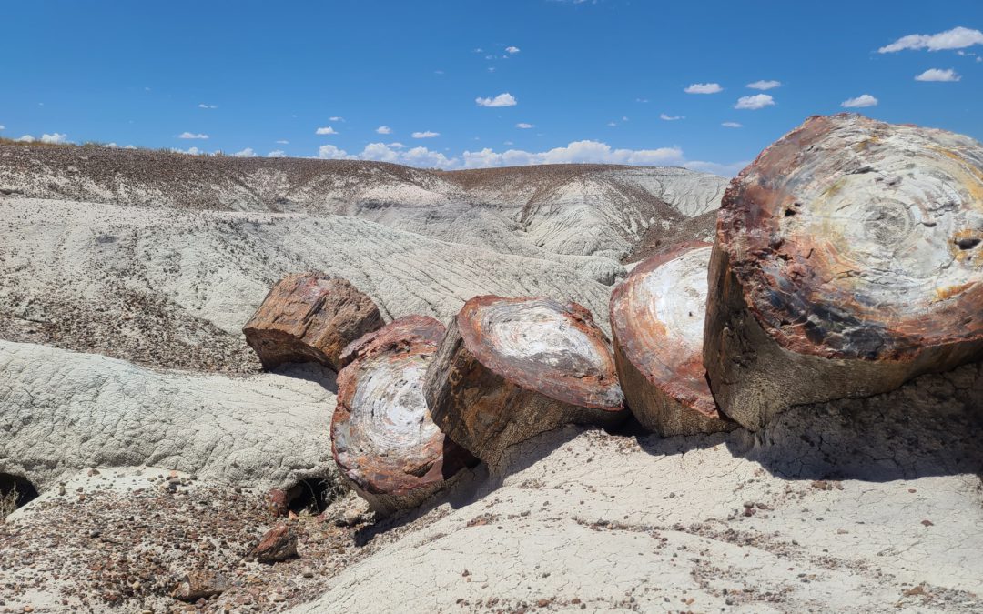 Petrified Forest National Park